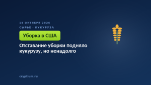 Отставание уборки подняло кукурузу, но ненадолго